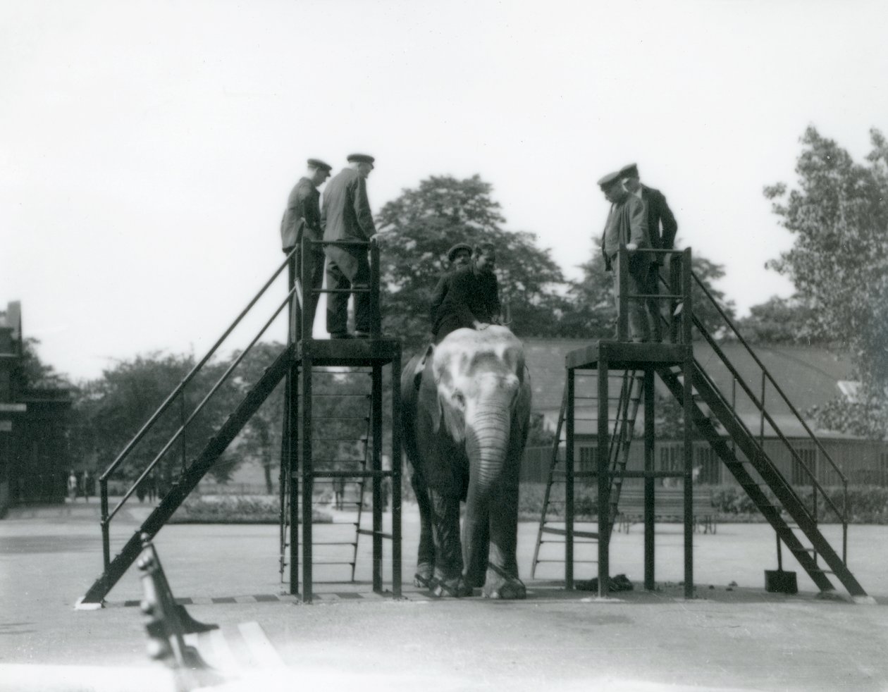 Syed Aliがインディアラニを訓練している間、他のスタッフや看守はロンドン動物園で1922年6月に（bw写真） 作： フレデリックウィリアムボンド