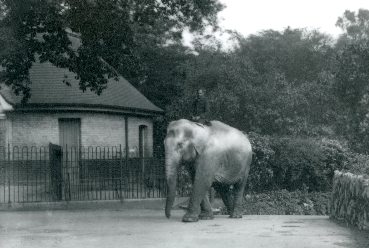 Syed Aliがインディアラニを訓練している間、他のスタッフや看守はロンドン動物園で1922年6月に（bw写真） 作： フレデリックウィリアムボンド