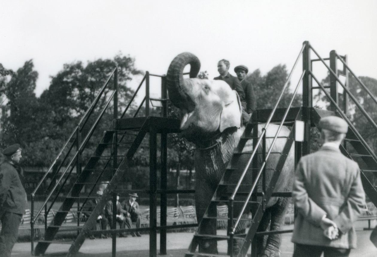Syed Aliがインディアラニを訓練している間、他のスタッフや看守はロンドン動物園で1922年6月に（bw写真） 作： フレデリックウィリアムボンド
