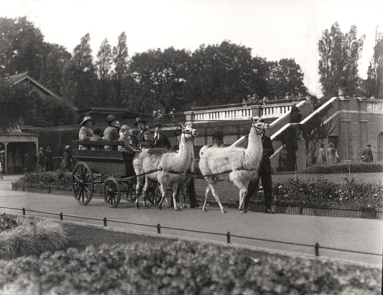 ラマライド-1923年9月、ZSLロンドン動物園のかつての機能 作： フレデリックウィリアムボンド