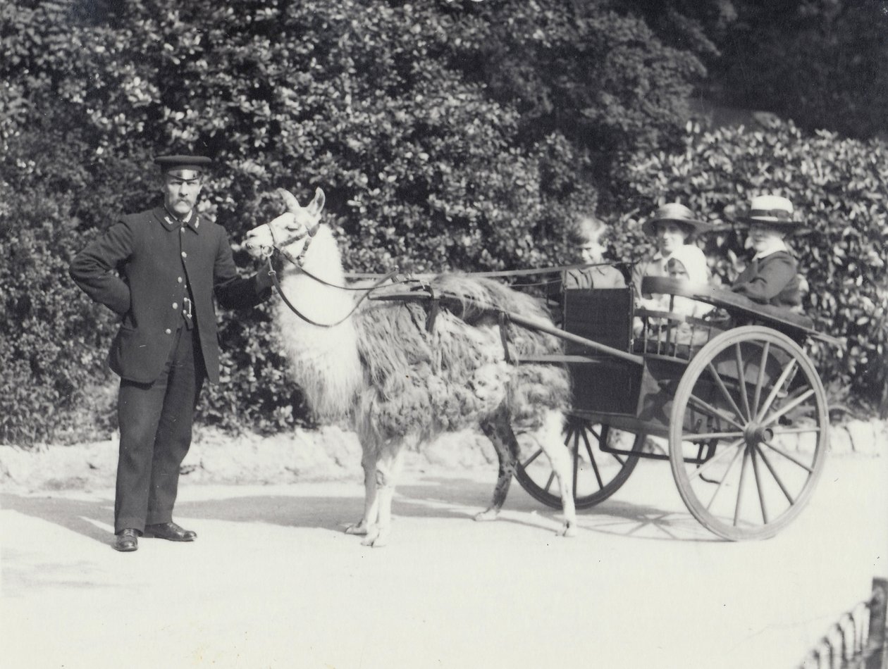 1914年5月、ロンドン動物園で飼育係と一緒にラマに引かれたカートに乗った少年を含む3人の訪問者 作： フレデリックウィリアムボンド