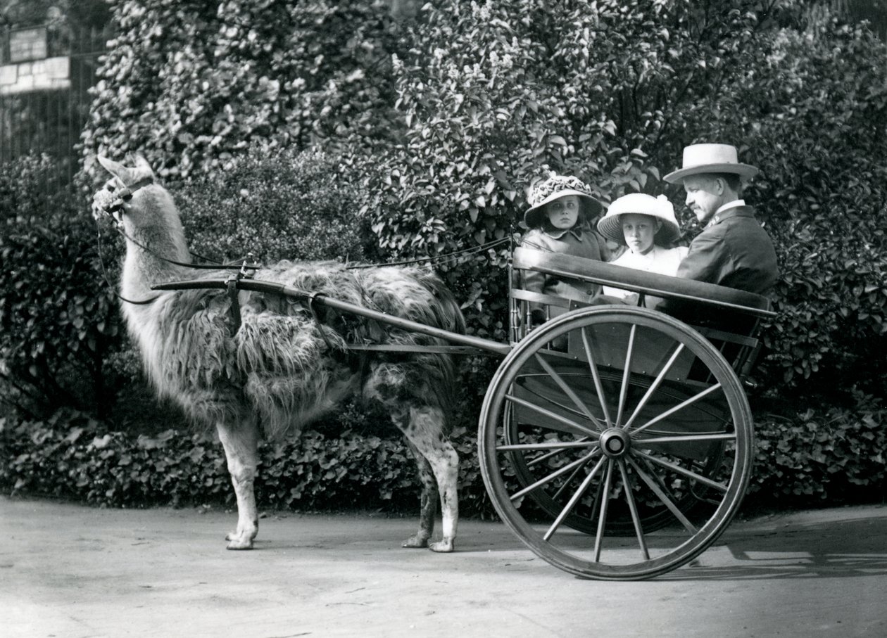 1912年頃、ラマ、ロンドン動物園が引くカートに乗った2人の少女を含む3人の訪問者 作： フレデリックウィリアムボンド