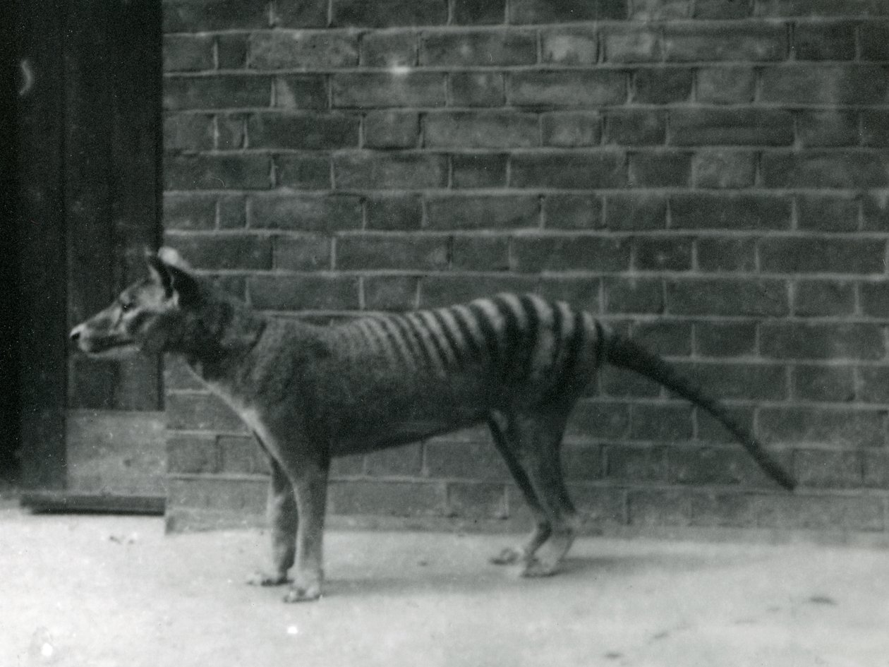 ロンドン動物園のチラシンタスマニアンウルフ。チラシンは1933年に絶滅したと考えられています。ロンドン動物園では、1850年から1931年の間に20種類のチラシンを展示しました。 作： フレデリックウィリアムボンド