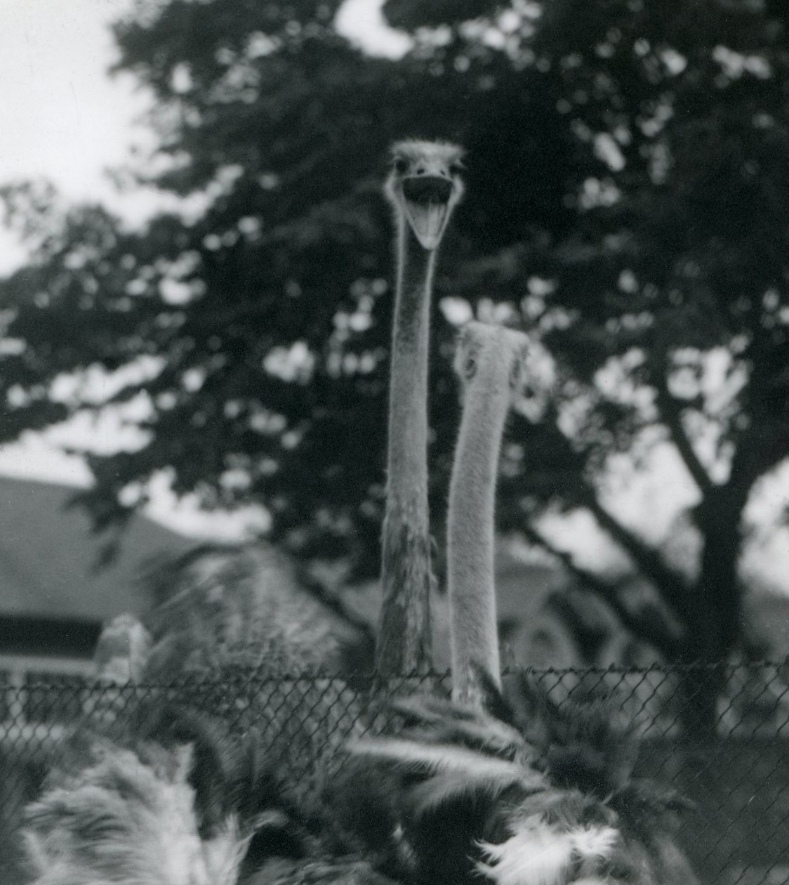 ロンドン動物園のフェンス越しに2匹のダチョウが挨拶します、1923年（bw写真） 作： フレデリックウィリアムボンド