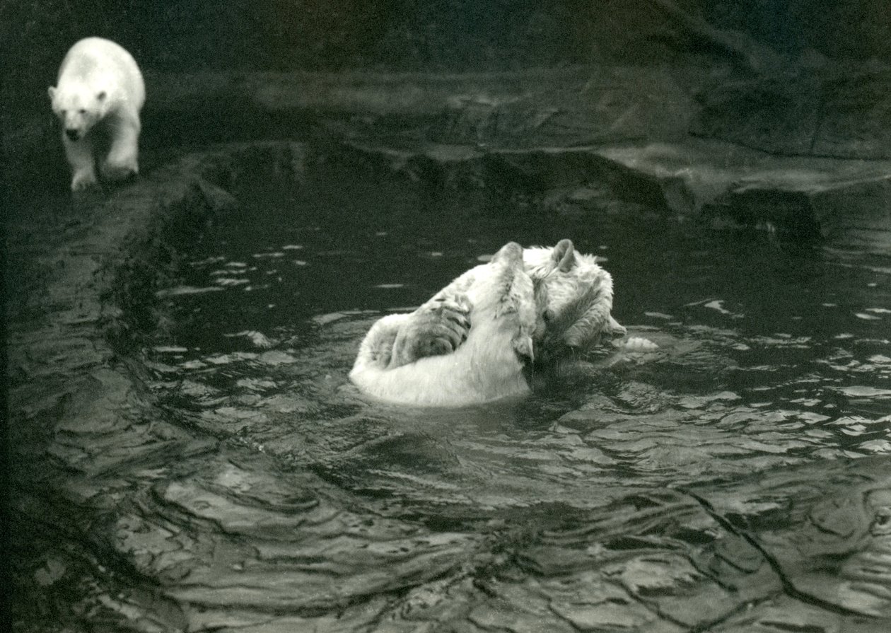 1922年6月、ロンドン動物園の別のそばを歩く2人のホッキョクグマがプールでゴロゴロ 作： フレデリックウィリアムボンド