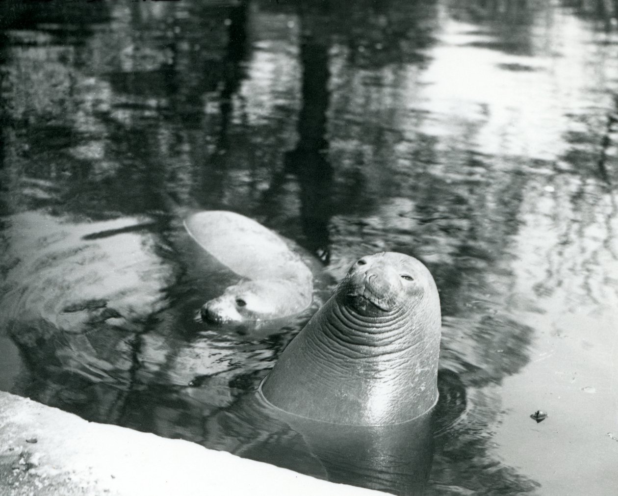 1914年4月20日、ロンドン動物園のプールにいる2つの南ゾウアザラシ 作： フレデリックウィリアムボンド