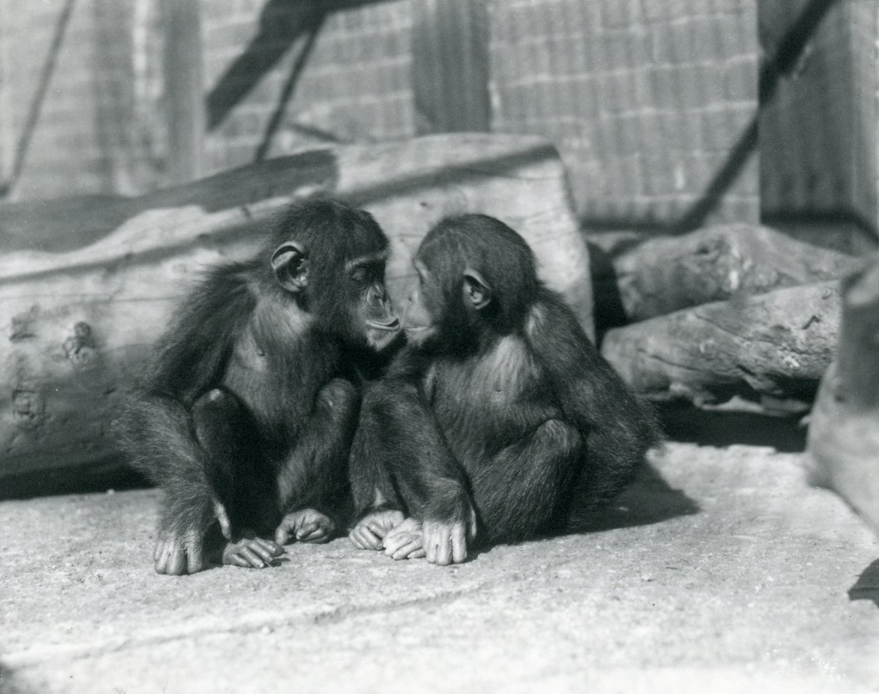 2つの若いチンパンジー、ブーブーとビビ、キス。ロンドン動物園、1927年9月 作： フレデリックウィリアムボンド