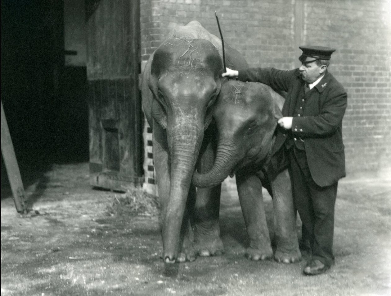 1922年2月22日、ロンドン動物園のキーパーH.ロバートソンとの2人の若い女性のインド象「サンダーモニ」と「サンデマーラ」 作： フレデリックウィリアムボンド