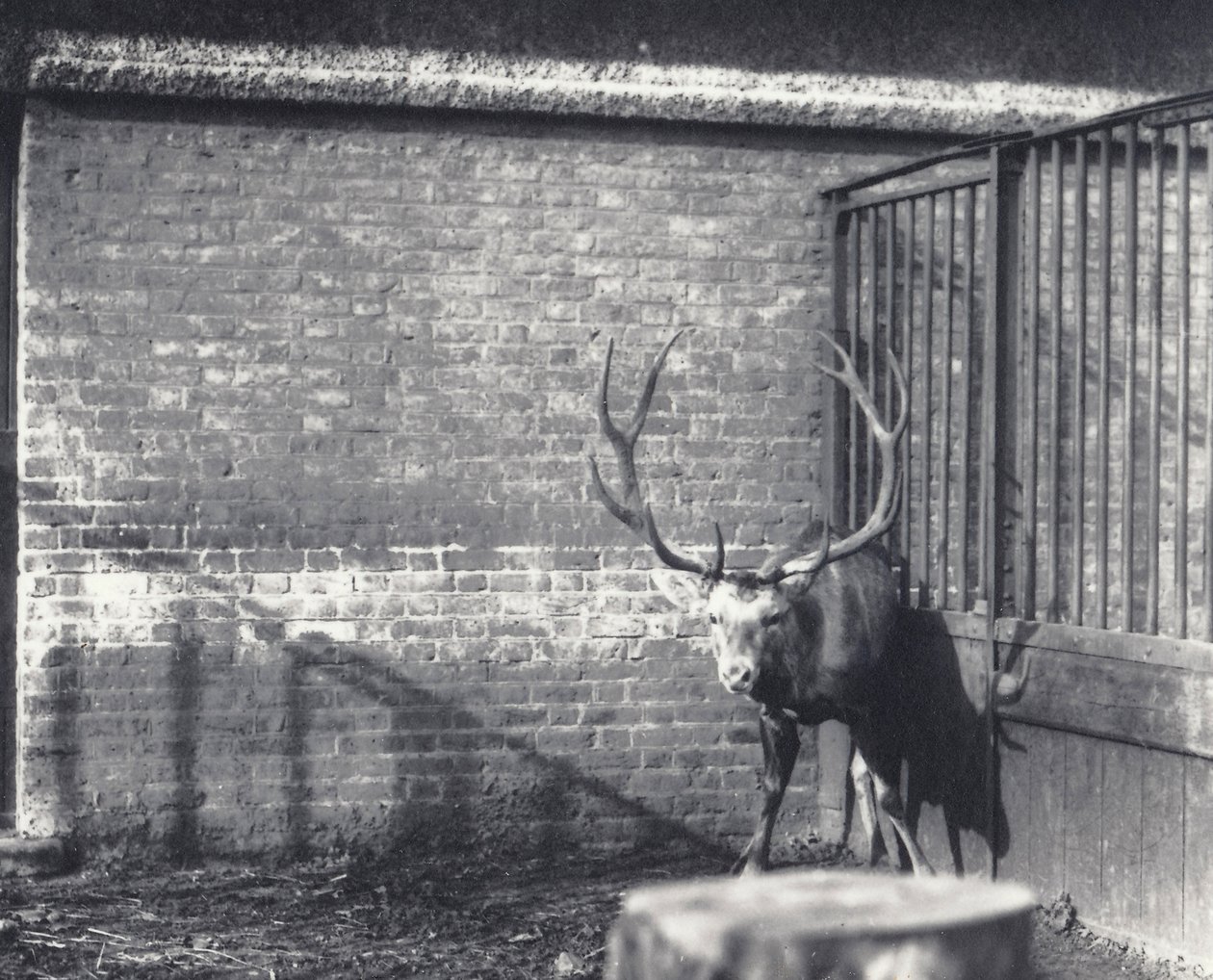 1917年12月、ロンドン動物園に生息するワリシカ、中央アジアまたはチベットレッドディアとしても知られる 作： フレデリックウィリアムボンド