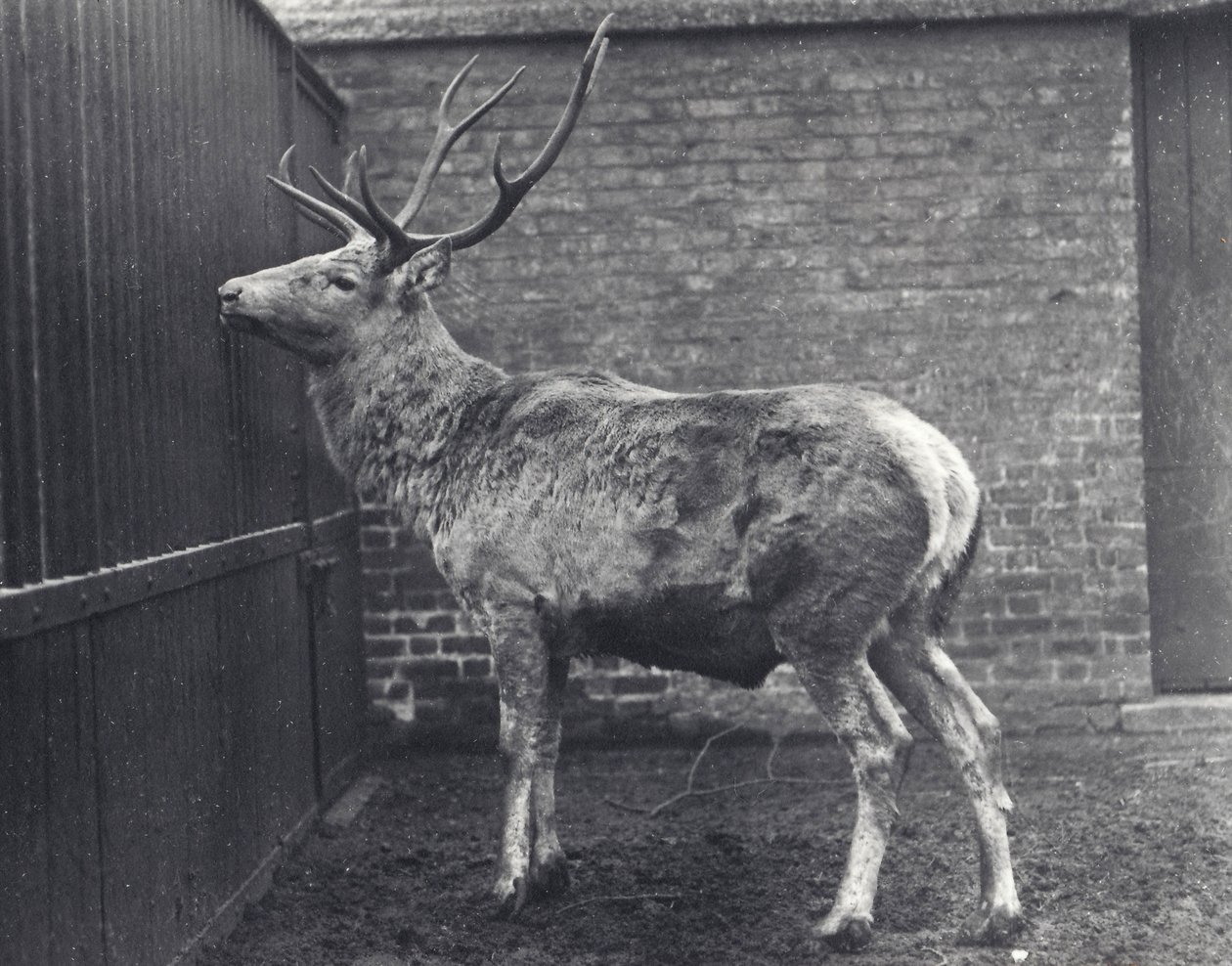 1916年にロンドン動物園に生息するワリシカ、ショウ、中央アジアまたはチベットレッドディア 作： フレデリックウィリアムボンド