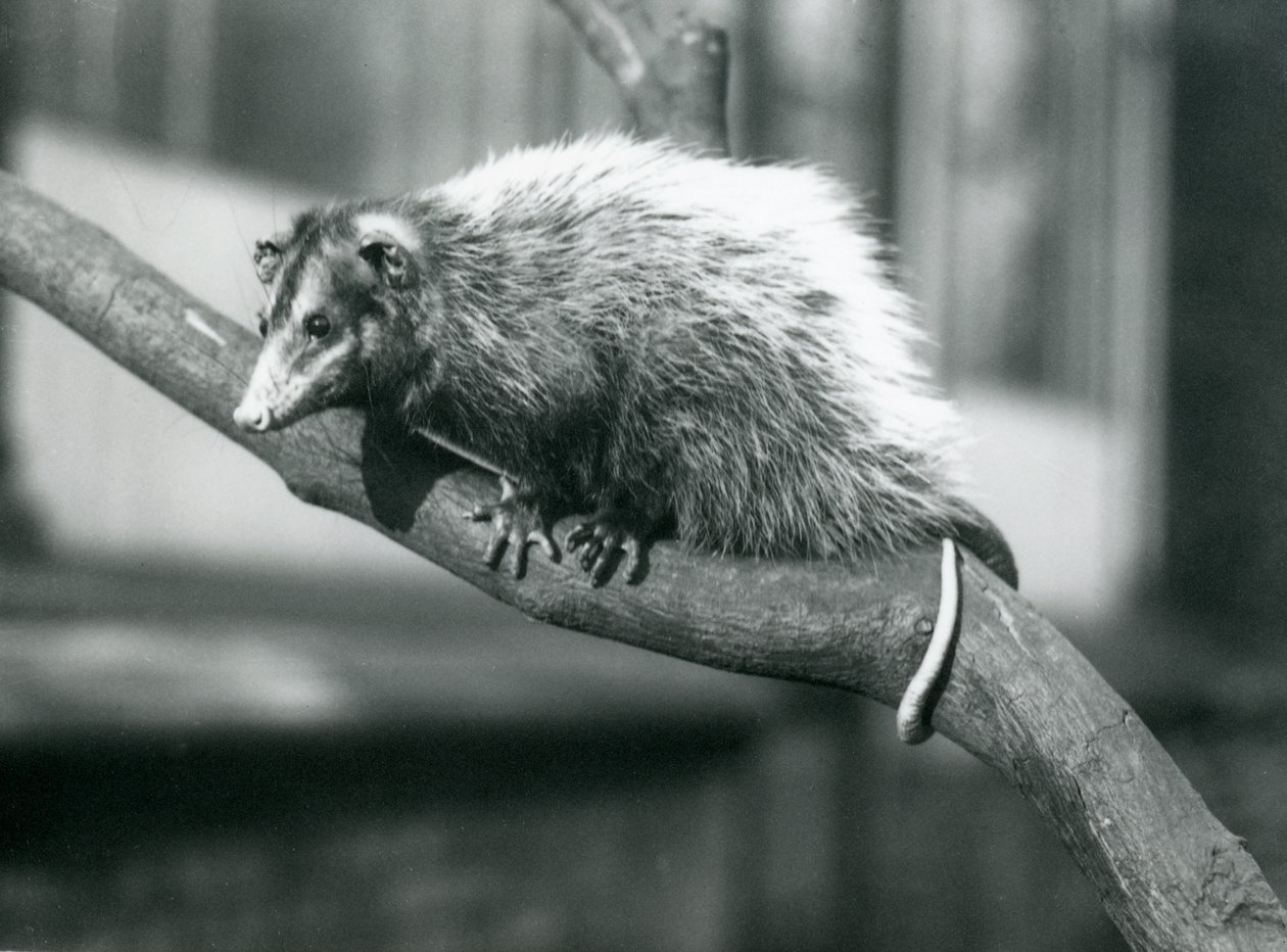 1915年11月、ロンドン動物園の支部にいるWeidの耳の大きなオポッサム 作： フレデリックウィリアムボンド