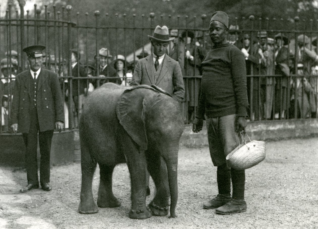 1923年9月、ロンドン動物園のエンクロージャーバーの反対側から見ている訪問者の群衆とトレーナーダリシャ、キーパー、および別の男と一緒の若いアフリカ象キベレンゲ（bw写真） 作： フレデリックウィリアムボンド