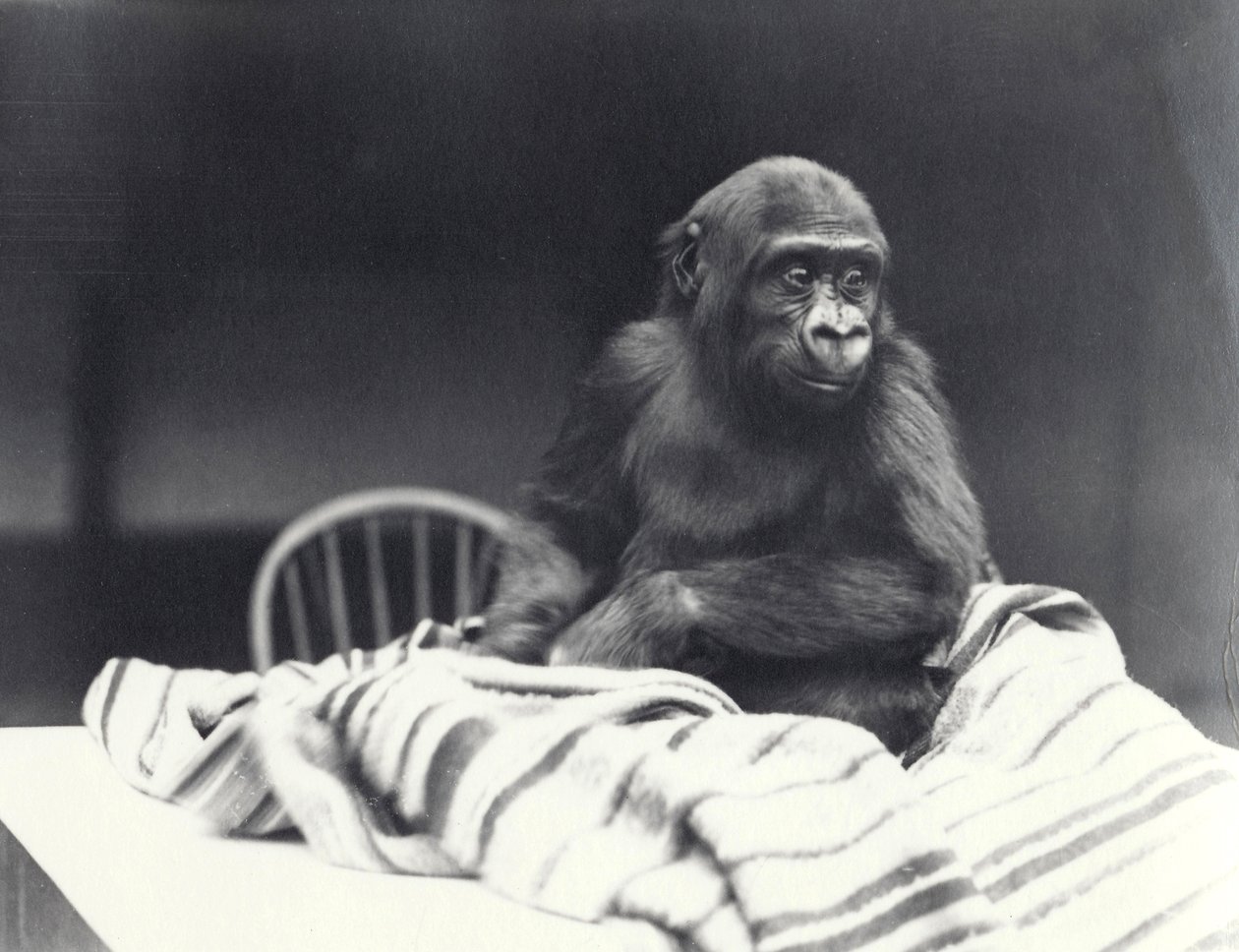 1919年8月、5歳のロンドン動物園で毛布を持ってテーブルに座っている若いゴリラ「ジョンデイビッド」 作： フレデリックウィリアムボンド