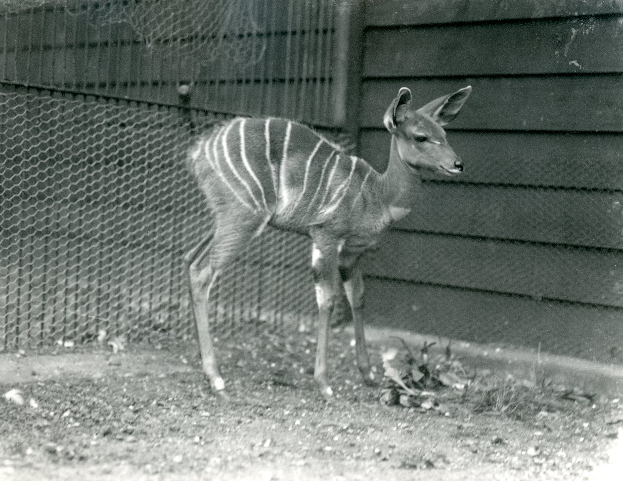 ロンドン動物園の若いレッサークーズ、1914年。 作： フレデリックウィリアムボンド