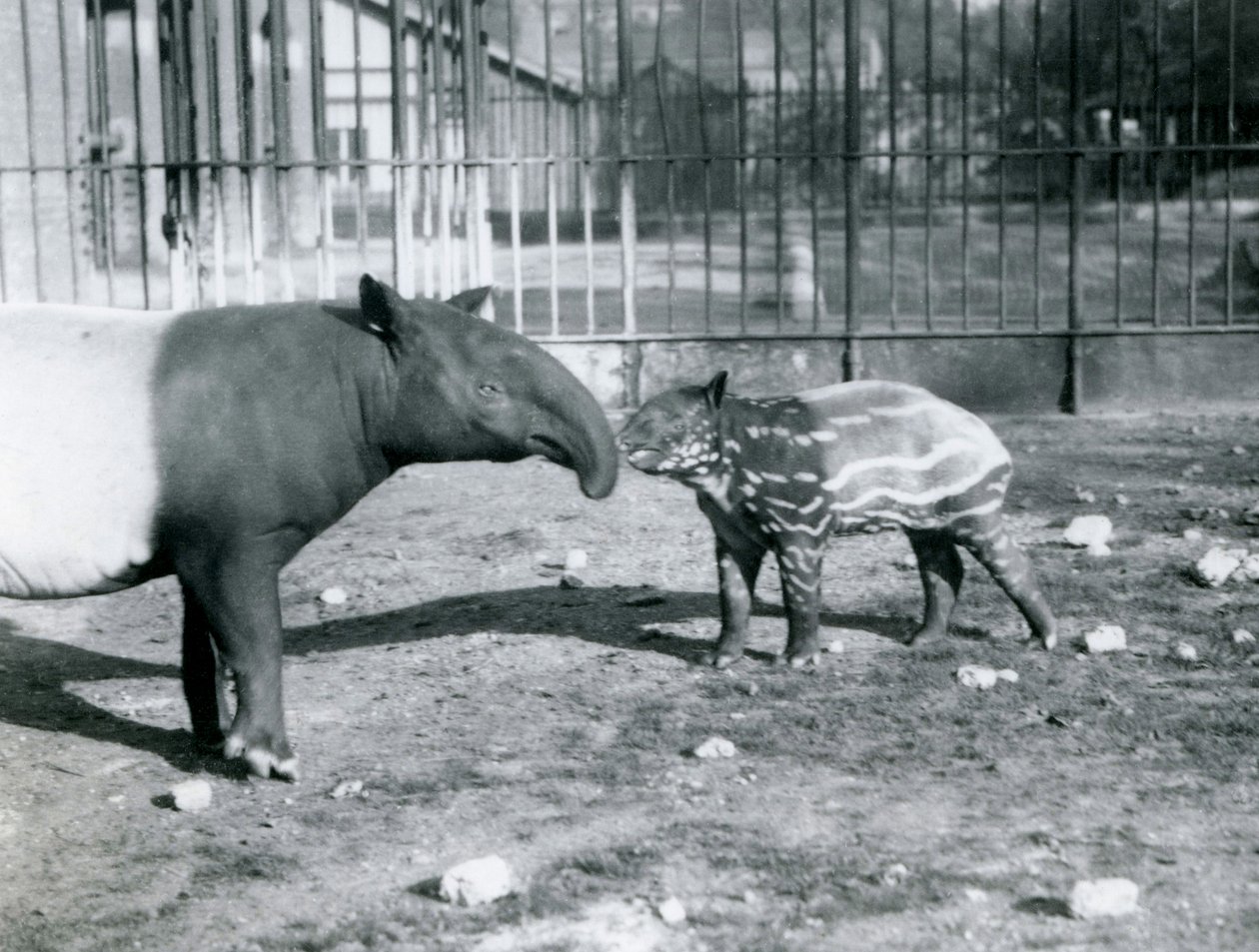 1921年10月5日、ロンドン動物園で母親と一緒に若いマレーバク 作： フレデリックウィリアムボンド