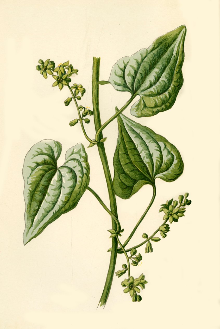 Black Bryony、1877。 作： フレデリック・エドワード・フルム