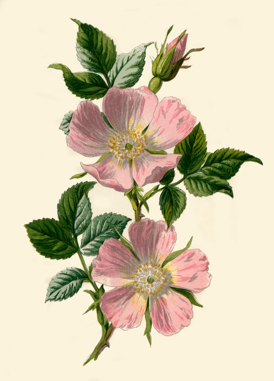 Dog-Rose、1877年。 作： フレデリック・エドワード・フルム