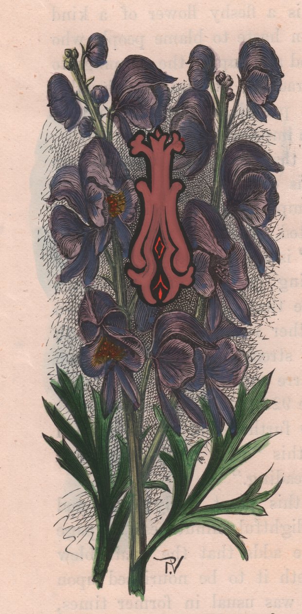 Letter I, drop cap letter, 水彩画エングレーヴィング、10x5cm、Frederick Edward Hulme (1841-1909) による、『The familiar Garden Flower』より、1880年頃。 作： フレデリック・エドワード・フルム