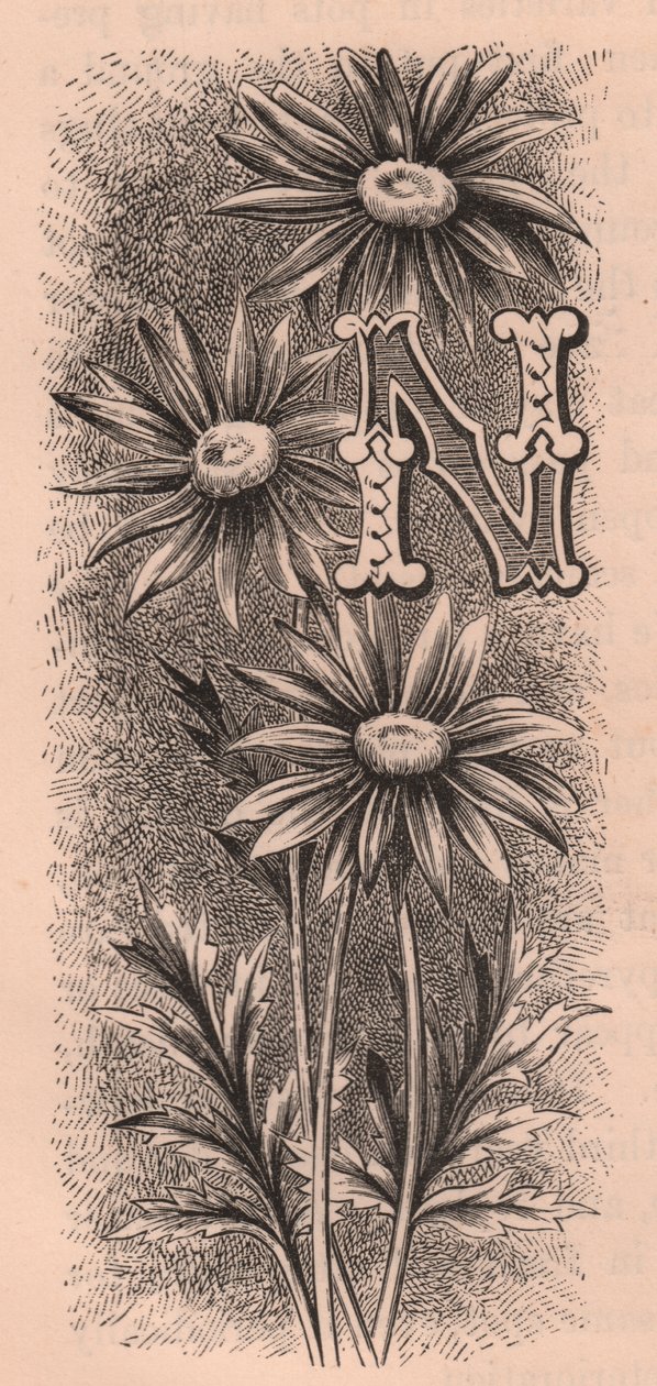 N-kirjain, korkkikirjain, kaiverrus, cm 10x5, kirjoittanut Frederick Edward Hulme (1841-1909) Tutusta puutarhakukkasta, noin 1880 作： フレデリック・エドワード・フルム