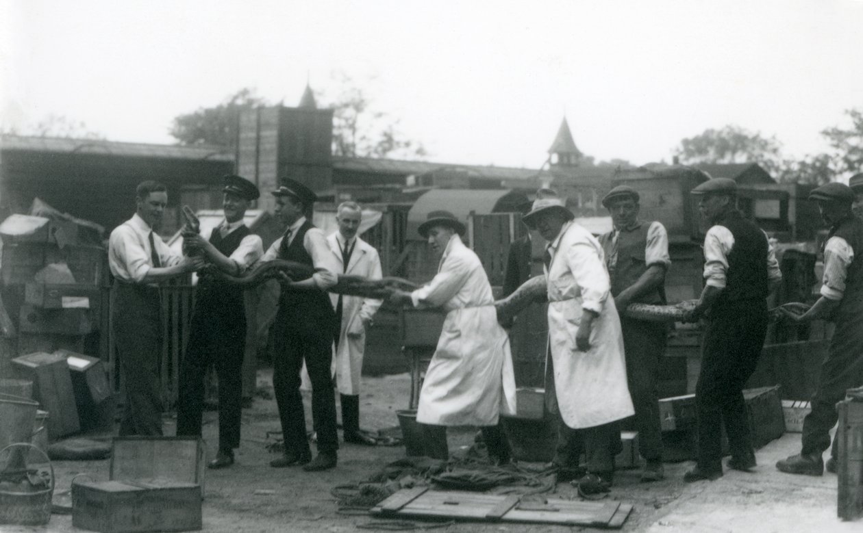 1925年6月、ロンドン動物園の動物学協会のスタッフ11名のメンバーが運ぶ20フィートの長さのPython 作： フレデリックウィリアムボンド