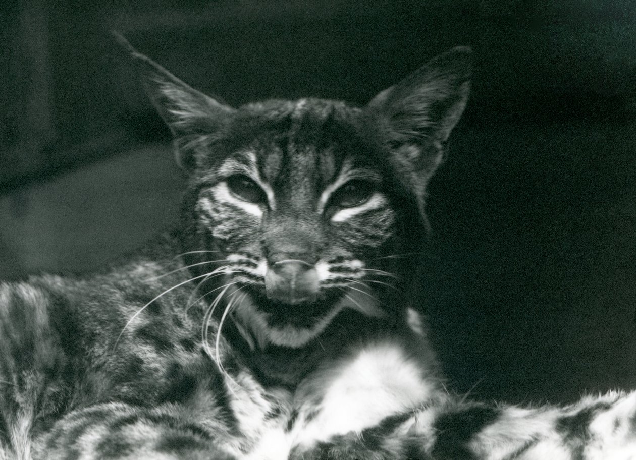 唇をなめる赤ちゃんLynxBobcat、ロンドン動物園、1925年6月 作： フレデリックウィリアムボンド