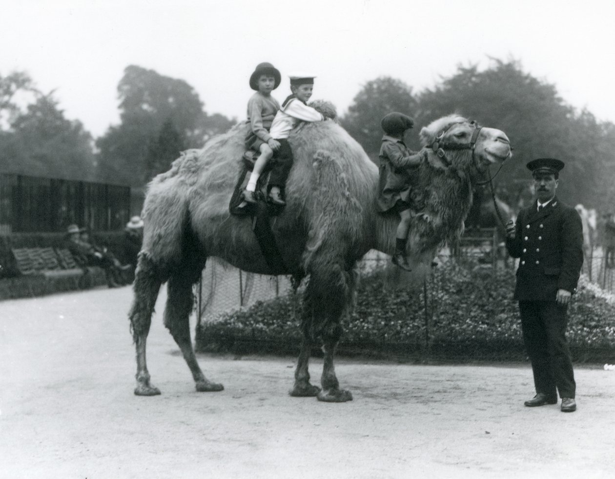 1924年6月、ロンドン動物園でキーパーのハリーワーウィックとバクトリアラクダに乗る 作： フレデリックウィリアムボンド