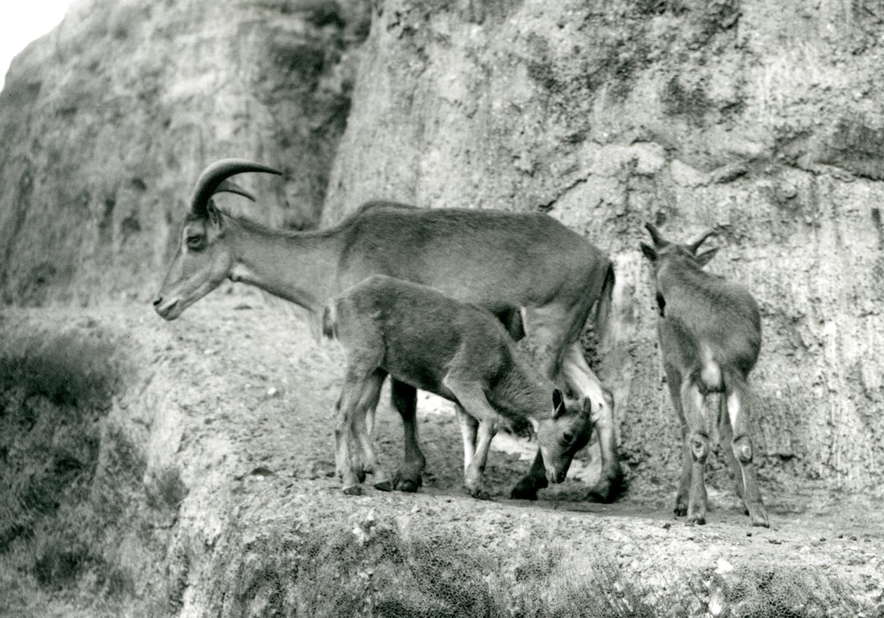 1927年8月、ロンドン動物園のマッピン段丘に2頭の子供を連れて立つバーバリーシープ/Aoudad/Waddan/Arui/Arruis（モノクロ写真）。 作： フレデリックウィリアムボンド