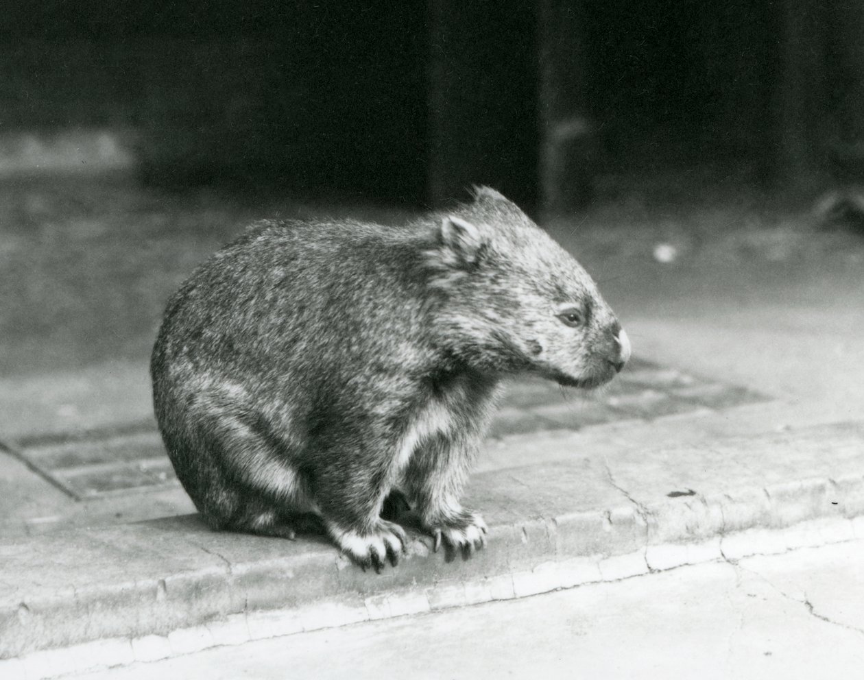 1929年、ロンドン動物園で地面に座る素鼻のウォンバット（モノクロ写真）。 作： フレデリックウィリアムボンド