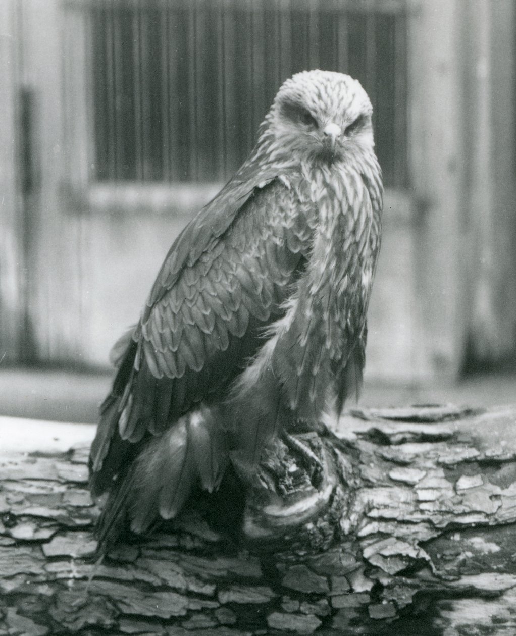 丸太の上で休むクロトビ（ロンドン動物園、1926年8月）（モノクロ写真 作： フレデリックウィリアムボンド