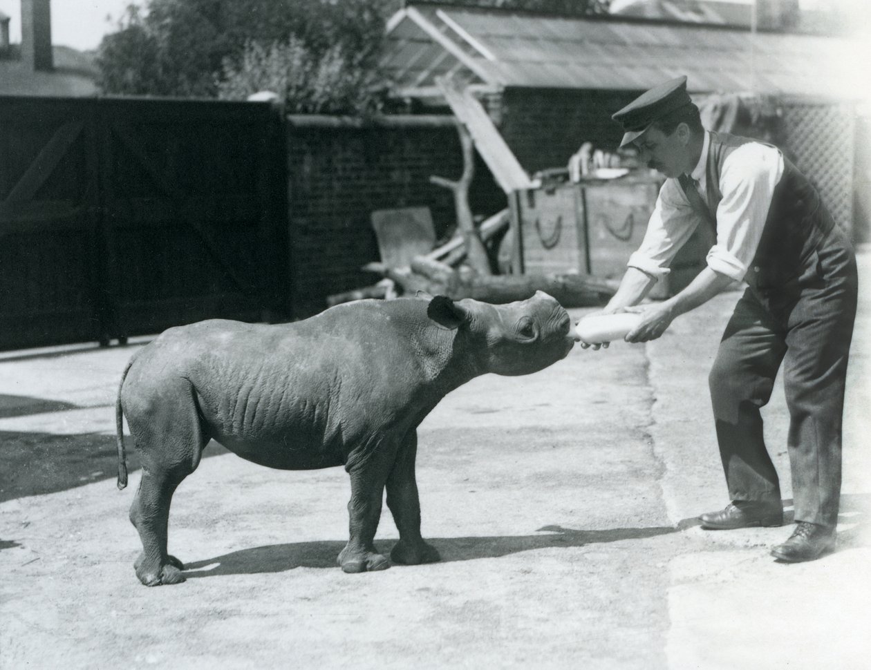 飼育係のロンドン動物園から1928年9月に哺乳されたクロサイの子牛 作： フレデリックウィリアムボンド
