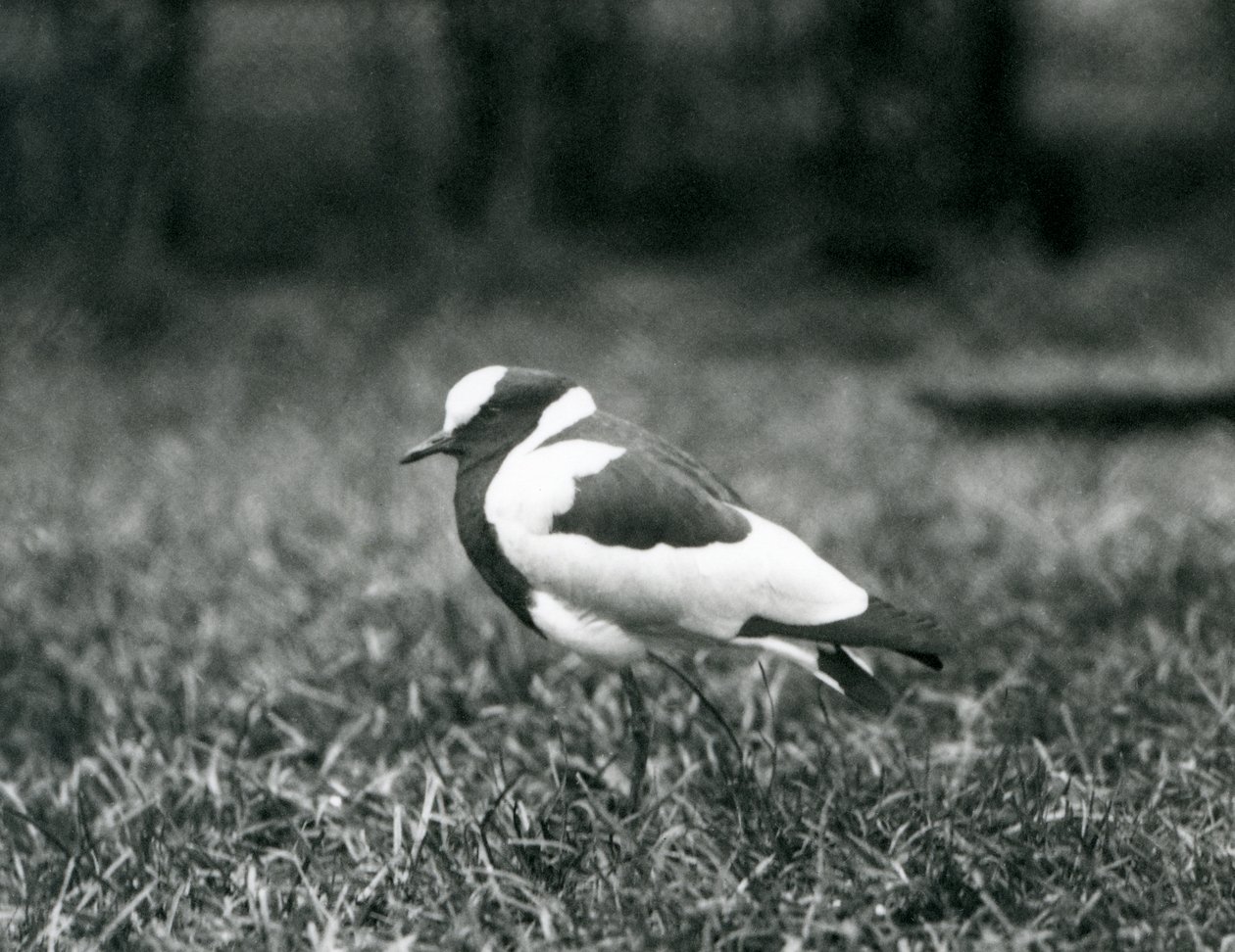 1927年8月、ロンドン動物園で草の上に立っている鍛冶屋ラッピング 作： フレデリックウィリアムボンド