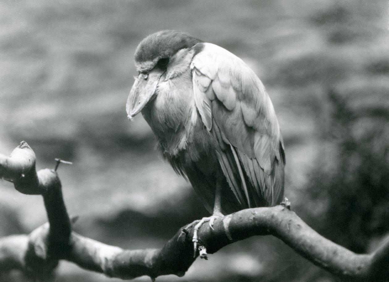 1924年6月、ロンドン動物園の枝に座っているボート請求サギ、またはハシビロコウ 作： フレデリックウィリアムボンド