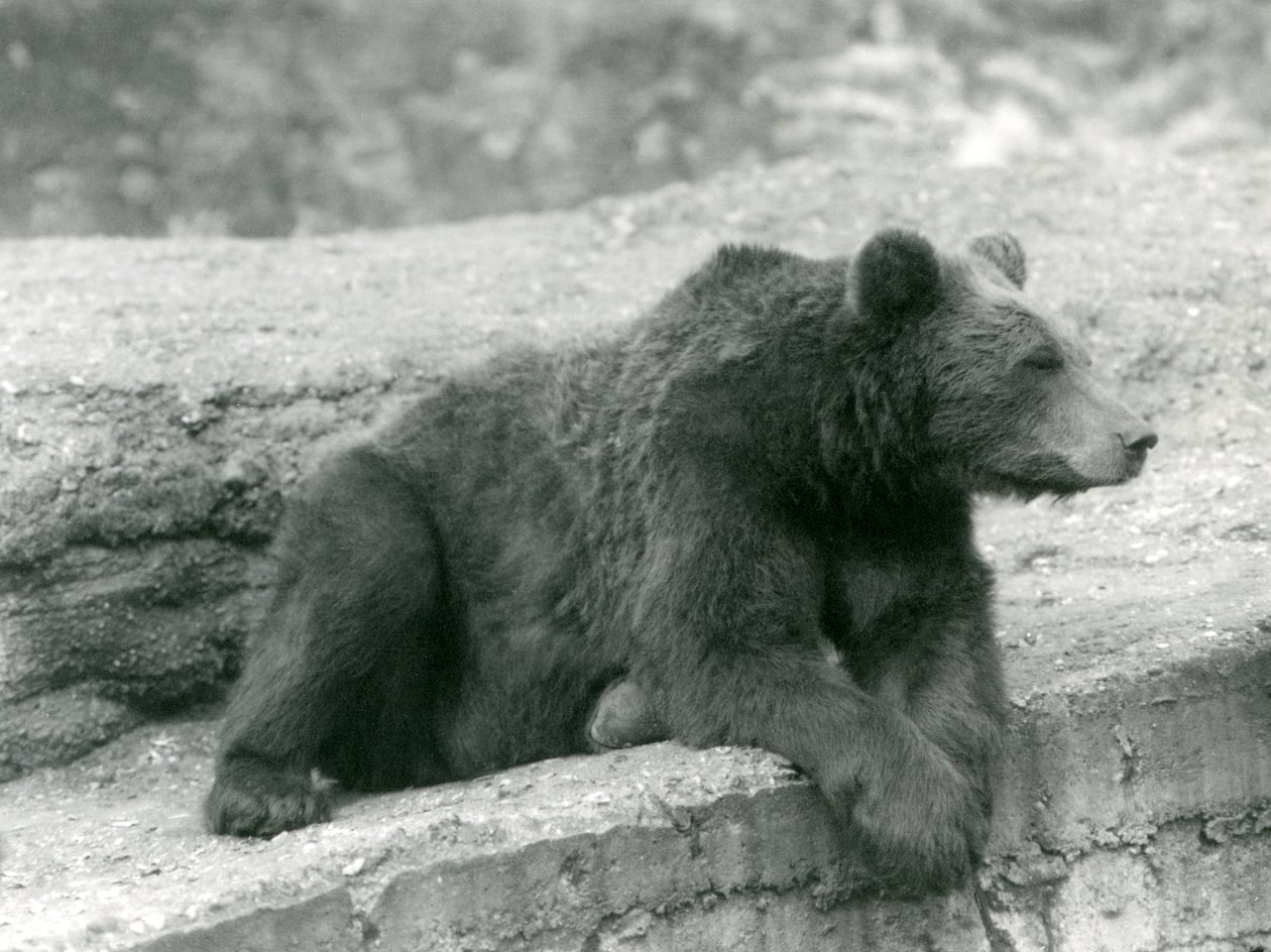 1924年にロンドン動物園の棚で休んでいるヒグマ 作： フレデリックウィリアムボンド