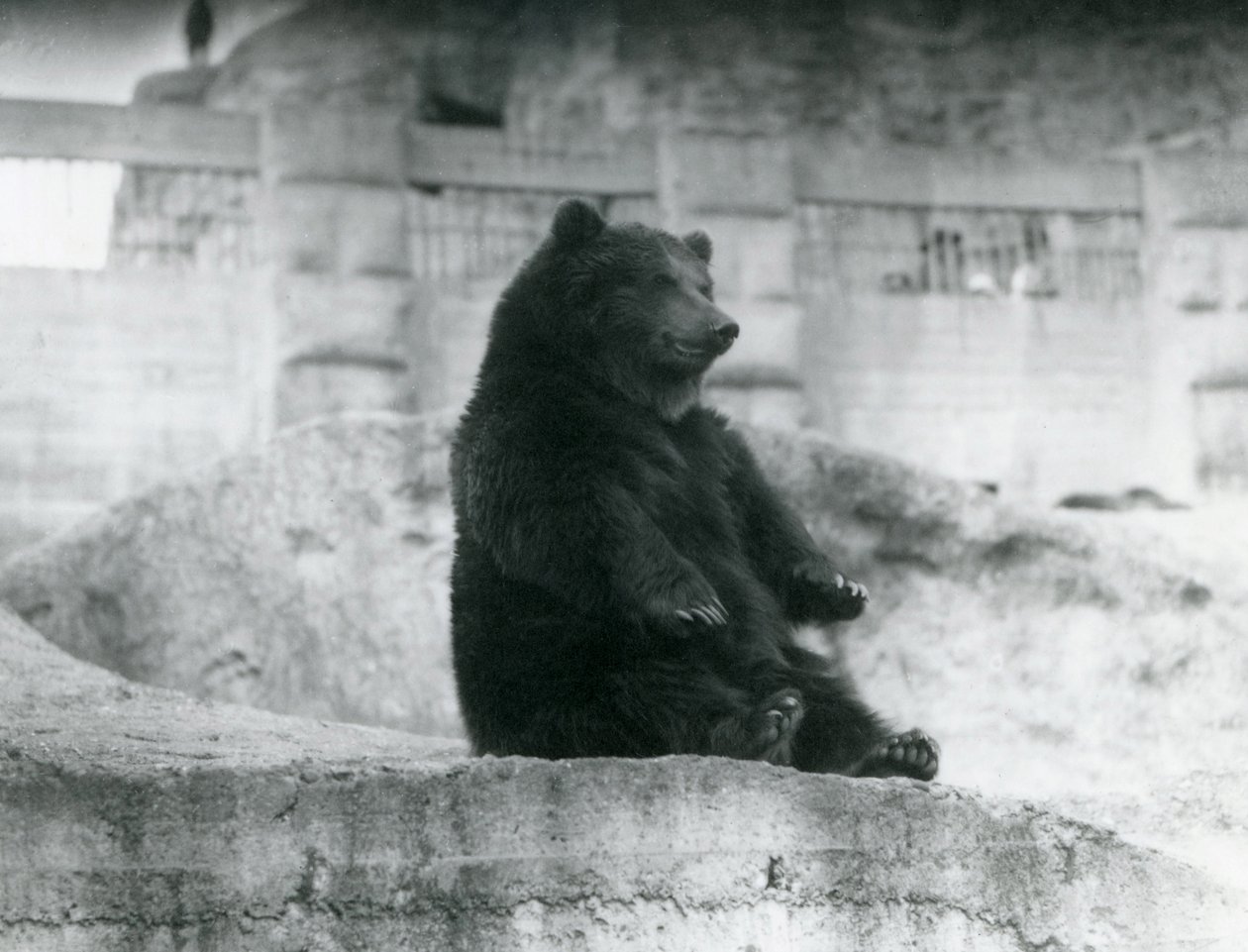 1921年9月、ロンドン動物園のMappin Terracesのふもとの囲いに座っているヒグマ 作： フレデリックウィリアムボンド