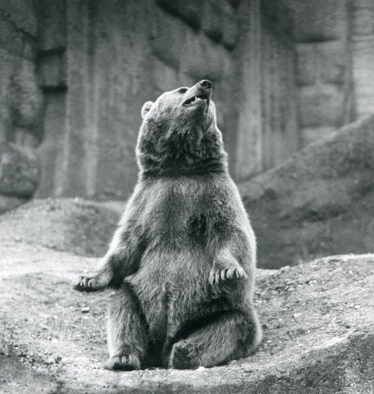 1927年9月にロンドン動物園の岩だらけの棚に座っているヒグマ 作： フレデリックウィリアムボンド