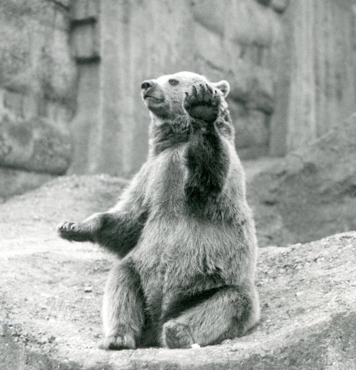 1927年9月、ロンドン動物園の前足の1つを振っている岩だらけの棚の上に座っているヒグマ 作： フレデリックウィリアムボンド