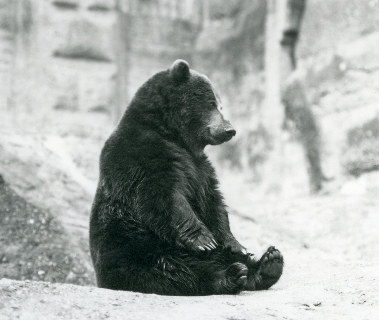 1928年6月、ロンドン動物園のマッピンテラスの岩の上に座っているヒグマ 作： フレデリックウィリアムボンド