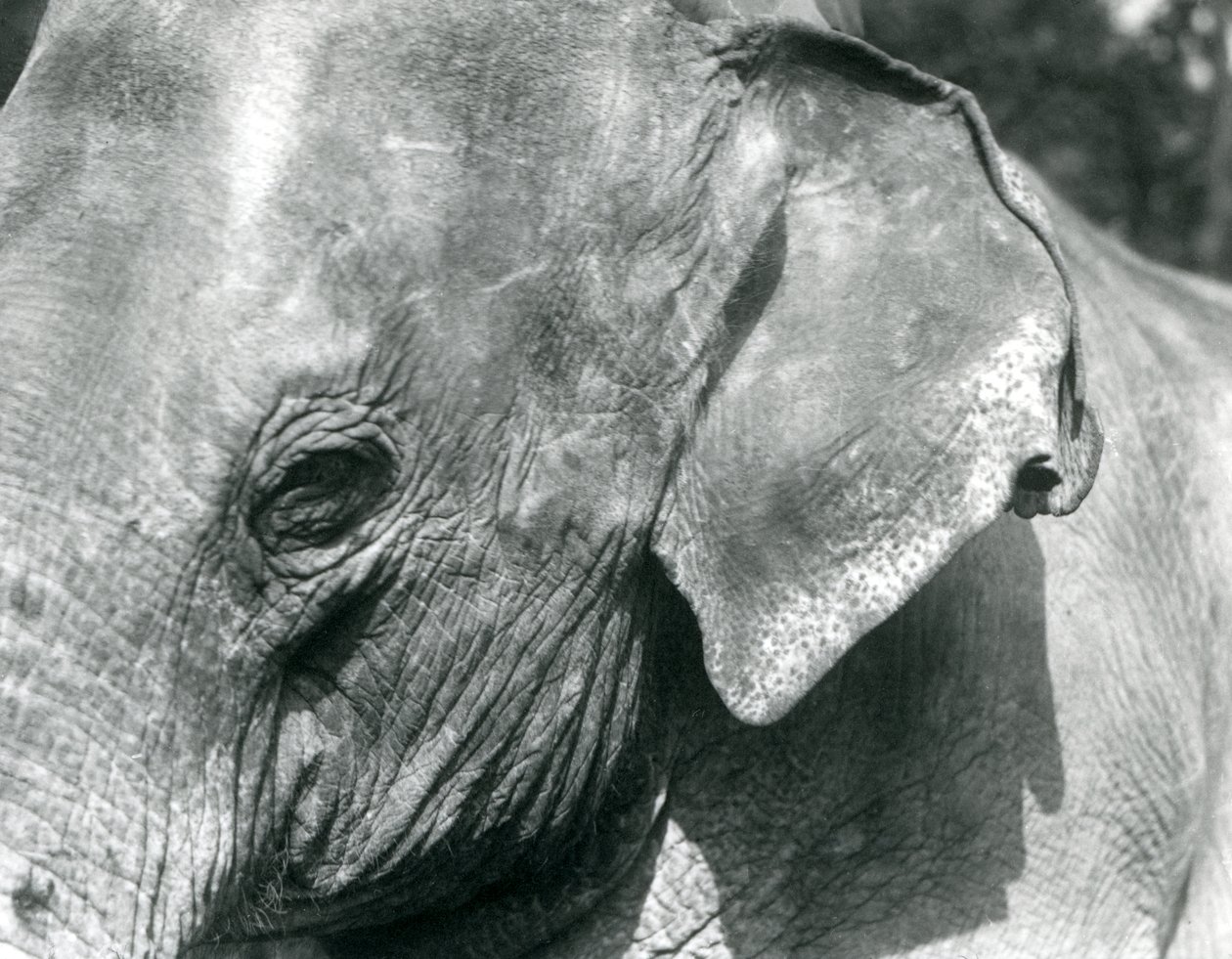 ビルマゾウ、ロンドン動物園、1926年9月 作： フレデリックウィリアムボンド