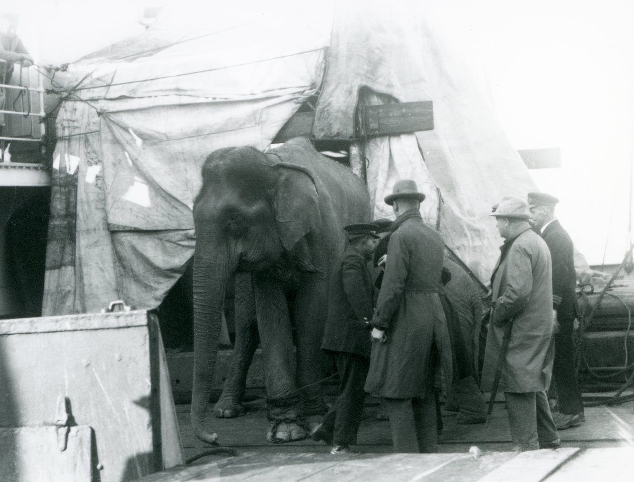 1927年、ロンドン動物園に向かうビルマ象と調教師ら4人の男たち。 作： フレデリックウィリアムボンド