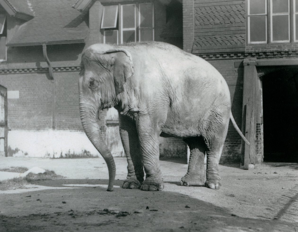 1929年、ロンドン動物園のエレファント・ハウスの外に立つビルマ象（モノクロ写真）。 作： フレデリックウィリアムボンド