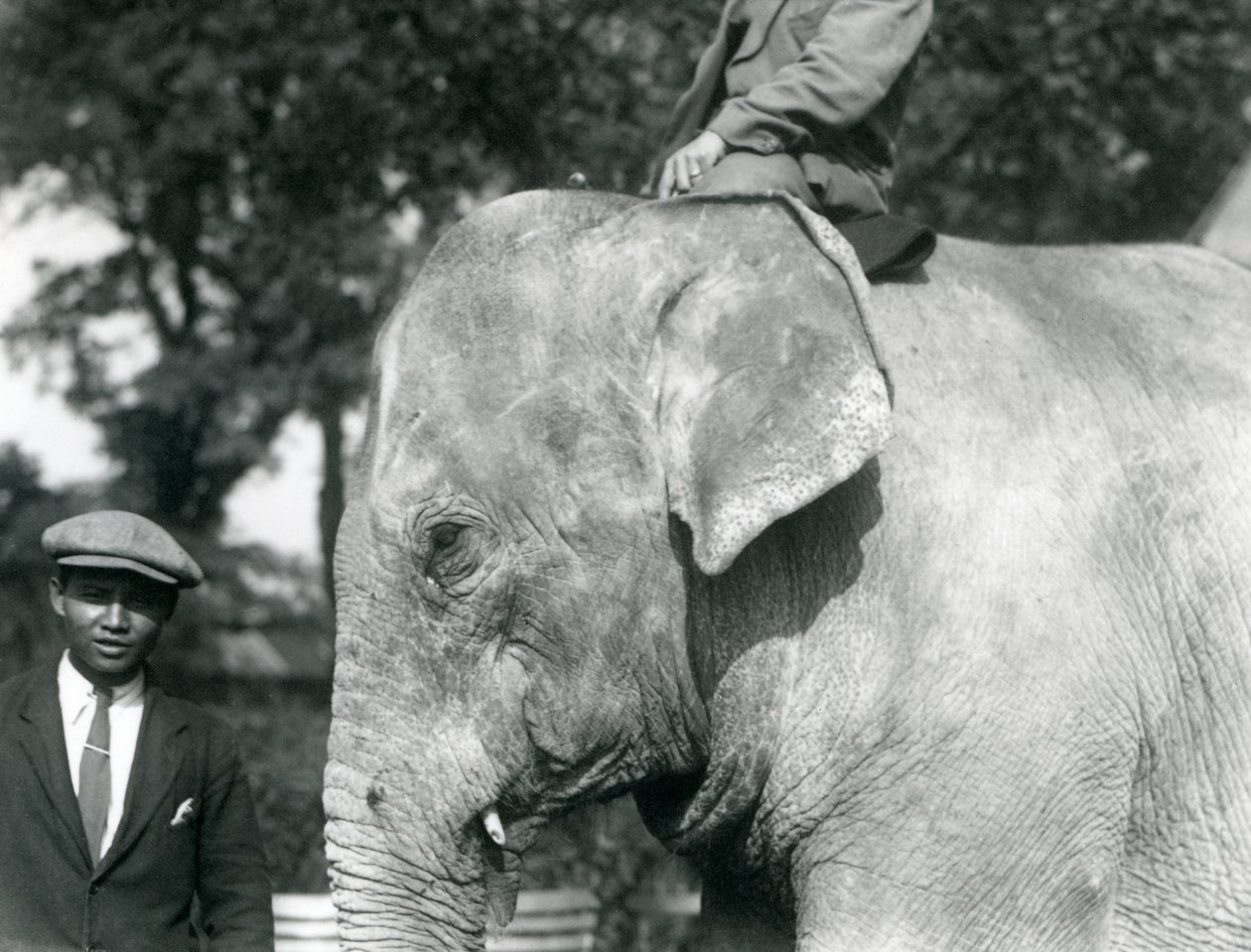 トレーナーと別の男性がいるビルマゾウ、ロンドン動物園、1926年9月 作： フレデリックウィリアムボンド