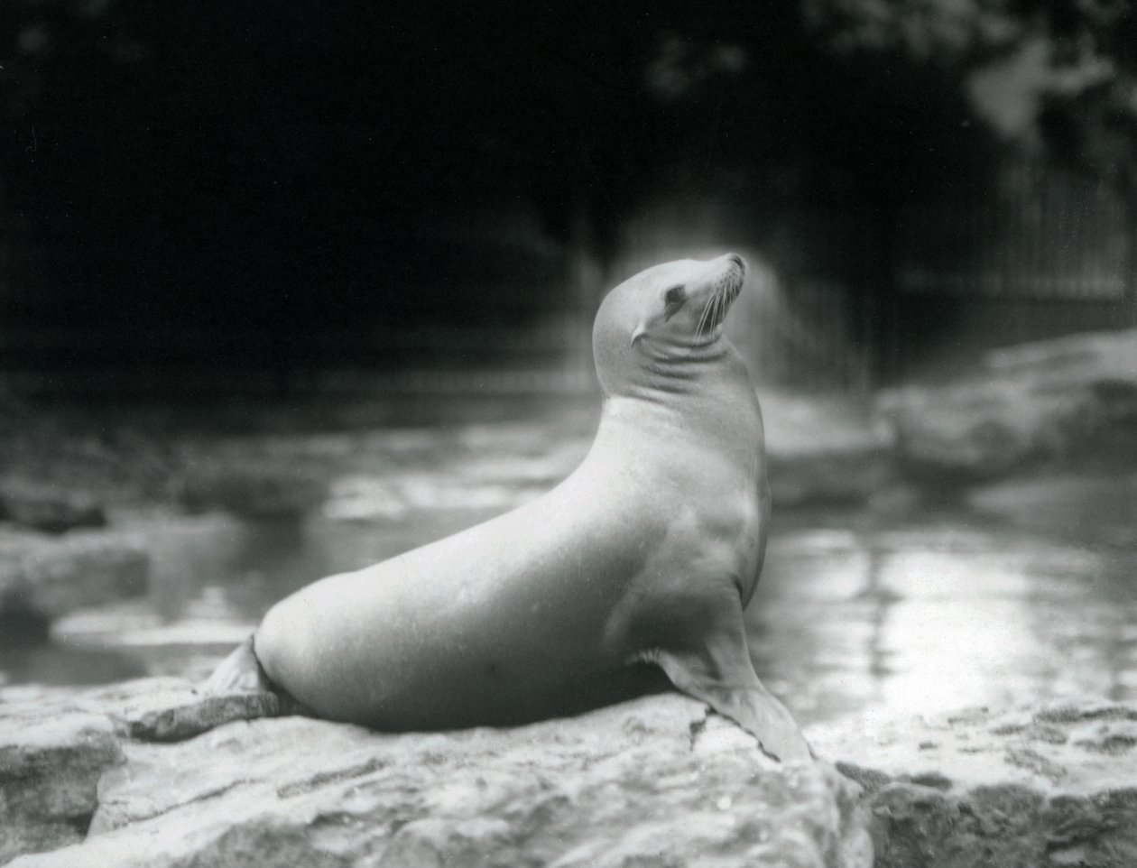 1925年9月、ロンドン動物園のプールの横にある岩の上に座っているカリフォルニアアシカ 作： フレデリックウィリアムボンド