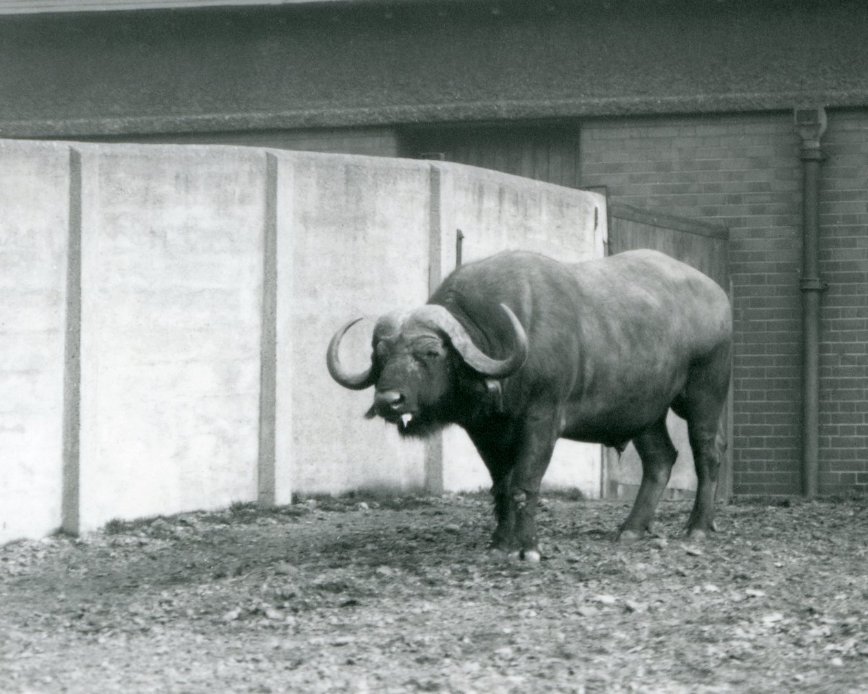 1928年、ロンドン動物園の囲いのコンクリート壁の横に立つケープ・アフリカン・バッファローの雄牛（モノクロ写真）。 作： フレデリックウィリアムボンド