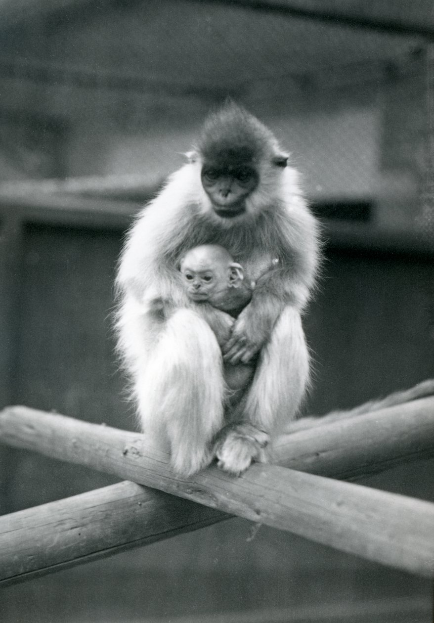 梁の上に座っている間、帽子をかぶったラングールを抱く赤ちゃん。ロンドン動物園、1913年10月6日 作： フレデリックウィリアムボンド