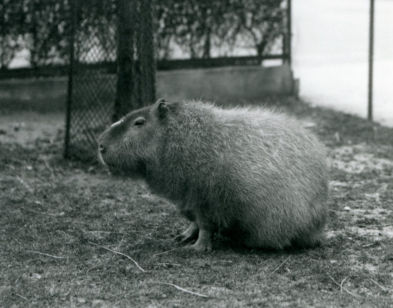 1927年6月にロンドン動物園の囲いに座っているカピバラ 作： フレデリックウィリアムボンド