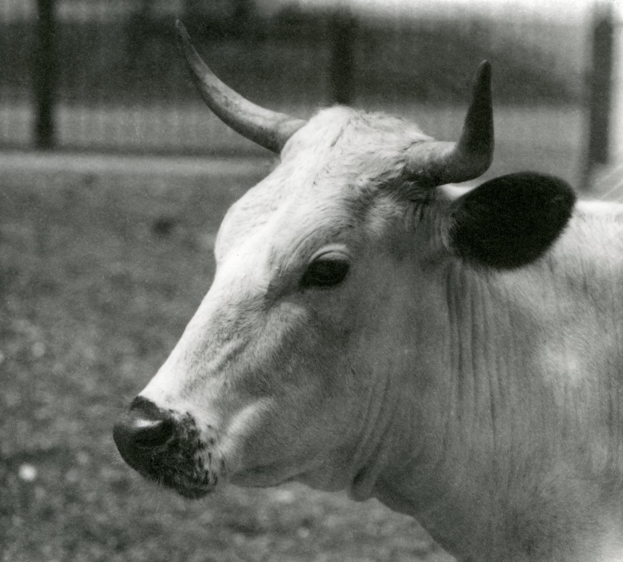 1924年7月、ロンドン動物園でのチャートレイ牛 作： フレデリックウィリアムボンド