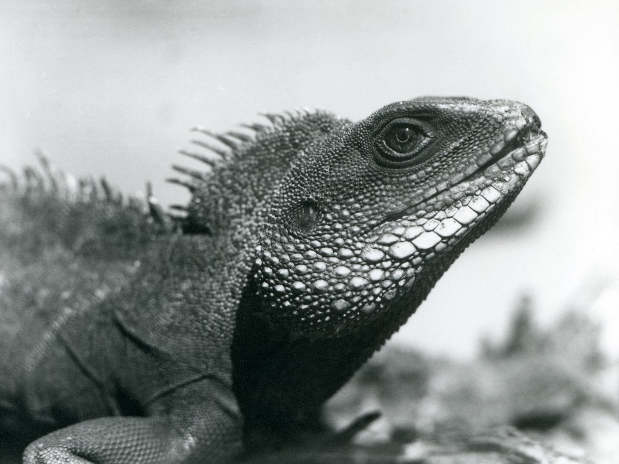 1928年8月、ロンドン動物園の中国/アジア/タイ/緑の水龍（モノクロ写真 作： フレデリックウィリアムボンド