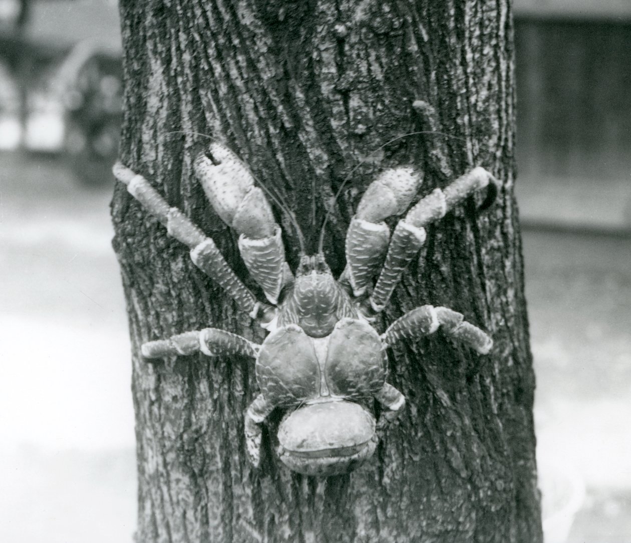 ココナッツカニ、または強盗クラブ、木に登る、ロンドン動物園、1927年7月 作： フレデリックウィリアムボンド