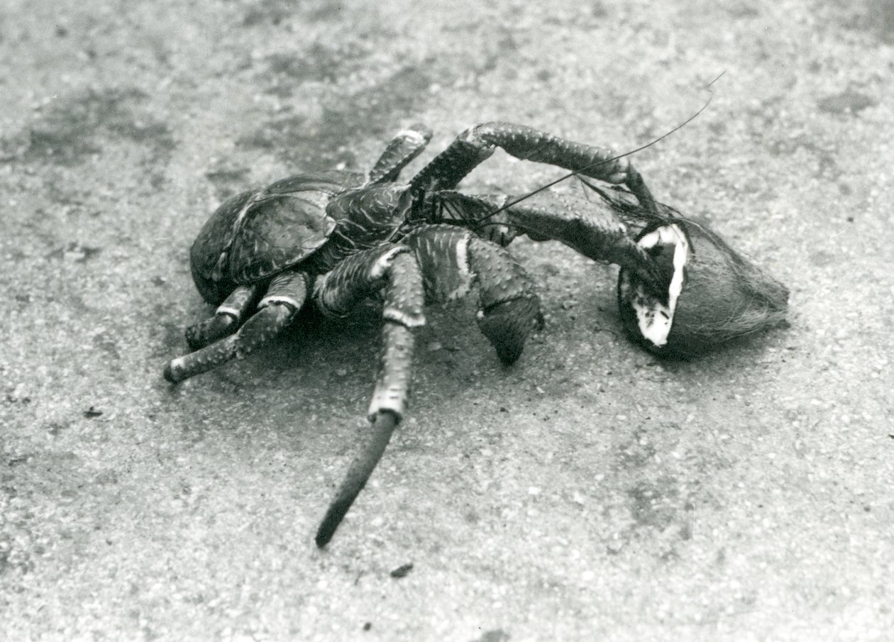 ココナッツを食べるココナッツ、または強盗クラブ、1927年7月、ロンドン動物園 作： フレデリックウィリアムボンド