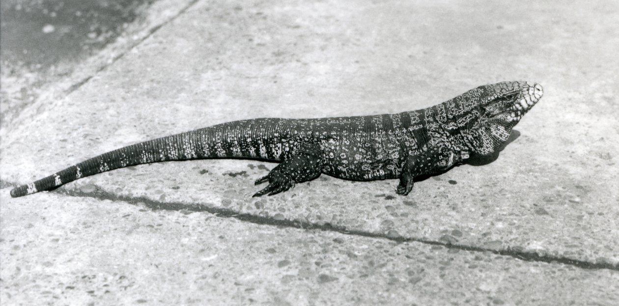 1926年8月のロンドン動物園でのCommonGoldGoldenBlackColumbian TeguまたはTiger Lizard 作： フレデリックウィリアムボンド